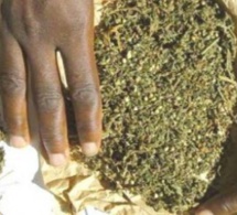 Yeumbeul : Deux dealers tombent dans les filets de la police, avec 3 kg de "yamba"