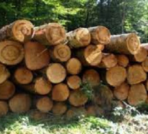 Kolda : Trois trafiquants de bois épinglés et écroués