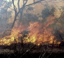 Podor : trois morts dans un feu de brousse à Doumnga-Lao