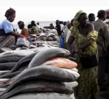 Thiès: La construction d’un nouveau marché aux poissons, lancée