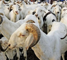 5500 moutons du Mali, une insulte à l’élevage du mouton sénégalais