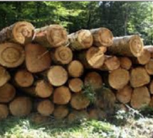 Gambie : l’exportation de bois suspendue, sur fond d’accusations de trafic