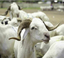 Moutons-approvisionnement du marché : à Thiès ça ne bêle pas fort