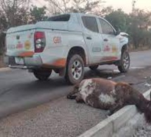 Danger sur la VDN: Des bœufs en divagation causent un grave accident