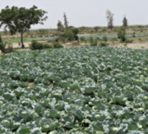 Diender: L’agriculture biologique prend ses marques