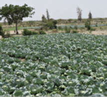 Diender: L’agriculture biologique prend ses marques