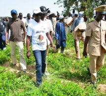 Khelcome 2022 en images des récoltes avec le Dieuwrigne Cheikh Amar dans les champs de Serigne Saliou