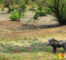 Parc de Niokolo Koba de Tamba : Le Maroc au chevet d’un patrimoine mondial en péril