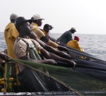 Mise sur le marché d’une espèce de poisson toxique: Le Ministère de la Pêche rappelle l’interdiction faite aux opérateurs