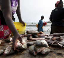 Cherté de la vie au Sénégal : Greenpeace veut l’application des conclusions sur la pêche