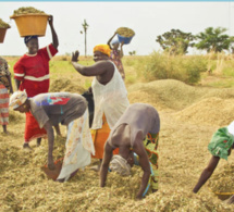 Développement de l’agriculture au Sénégal : Les pertes post-récoltes estimées à 40%, pourraient atteindre un taux de 70 à 80%