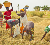 Revue annuelle conjointe 2022 : La production agricole a baissé de 29,8 milliards FCfa en 2021