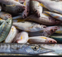 Le Sénégal attend 75 000 tonnes de poissons en 2023