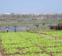 De nombreuses difficultés entravent leurs activités économiques : Colère des producteurs maraîchers de Diogo