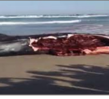 Plage de Diamalaye : Une baleine échouée sert de repas aux riverains