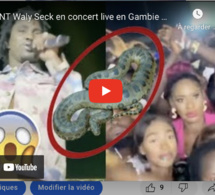 URGENT Waly Seck en concert live en Gambie un gros serpent s’invite sur scène regardez sa réaction