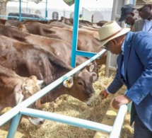 Production laitière : Macky Sall réceptionne 1200 génisses gestantes