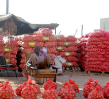 Production d’oignons : Une hausse de 7 000 tonnes attendue à Dagana