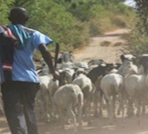 Médina Wolof deTambacounda : Le vol de bétail hante le sommeil des habitants