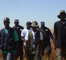 Cheikh Amar à l’assaut des 3000 hectares de mil à khelcom.