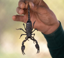 France : Un scorpion pique un passager sur un vol en provenance du Sénégal