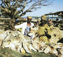 Transformation artisanale des produits halieutiques : Greenpeace pour la reconnaissance du statut juridique des femmes