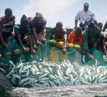 Recul des prises de la pêche : le secteur artisanal en sauveur