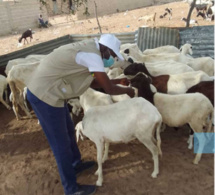 Kédougou : 14 694 bovins et 6 799 petits ruminants vaccinés (Responsable)