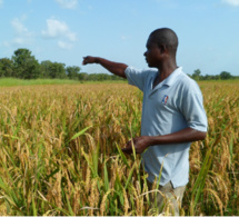 Agriculture : Amadou Bâ reconnaît l’échec de la production agricole en 2022