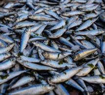 Mbour Rareté du poisson : La caisse de sardinelle passe 7 000 à 30000 FCFA