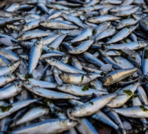 Commerce : Le Portugal a importé du Sénégal 2.500 tonnes de poisson pour 13 milliards de francs CFA en 2022