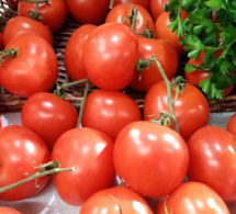 Horticulture : Le Maroc s’est hissé au rang de 3ème exportateur mondial de tomates en 2022