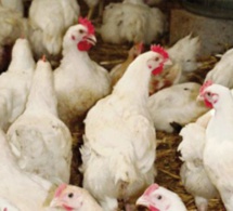 Polémique sur la grippe aviaire : Le secteur avicole expose un bilan de vente de 11 millions de poulets