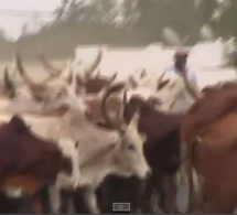 Vidéo - Arrivée des Boeufs et Chameaux de Cheikh Béthio à Touba