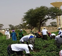 Louga / Lutte pour la sécurité alimentaire : La Commune de Niomré abrite la journée de lancement