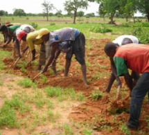 Sédhiou-la première pluie arrose les 3 départements : Prémisses ou installation effective, le coaching des producteurs attendu !