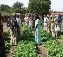 Cherté des factures de Sen’Eau, remontée de la nappe phréatique : Les maraîchers de Lendeng dans le dur !