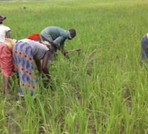 Campagne agricole 2023-2024 : Macky Sall pour une mise en place effective et efficace des intrants