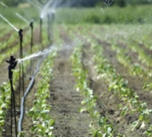 Campagne agricole : Abdoul Mbaye pour un retour aux semences certifiées