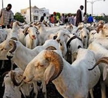 Marchés de bétail de la région de Thiès : Visite du Premier ministre, Ministre de l’Elevage et des Productions animales, Amadou Bâ