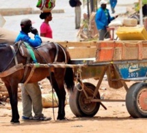 Charretiers au Sénégal: Gardien de traditions et acteurs clés du transport