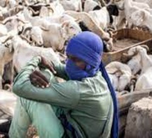 Dakar : Les Émeutes Meurtrières Brident L’arrivée Des Moutons De Tabaski