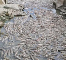 Lac de Malika : Les poissons meurent par centaines