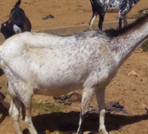 Alerte à Keur Marème Mbengue: Les chèvres vulnérables prises pour cible par les malfaiteurs