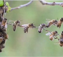 Insolite à Ngandoul Bambara : Des abeilles attaquent les populations du village