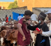 Social Gamou 2023 : 280 bœufs distribués à Médina Baye pour célébrer la naissance du Prophète