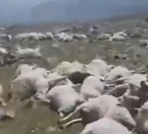 Feu de brousse dans la commune de Mbolo Birane : 160 moutons tués à Bilé Galoya