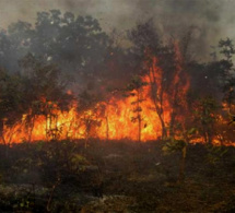 Tambacounda : Plusieurs foyers de feux de brousse signalés dans la région