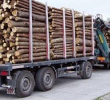 4 Guinéens arrêtés à Kédougou pour trafic de bois