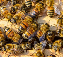 Panique vendredi à Thilogne en plein ziarra : Sortie de son nid, une colonie d’abeilles sème la terreur